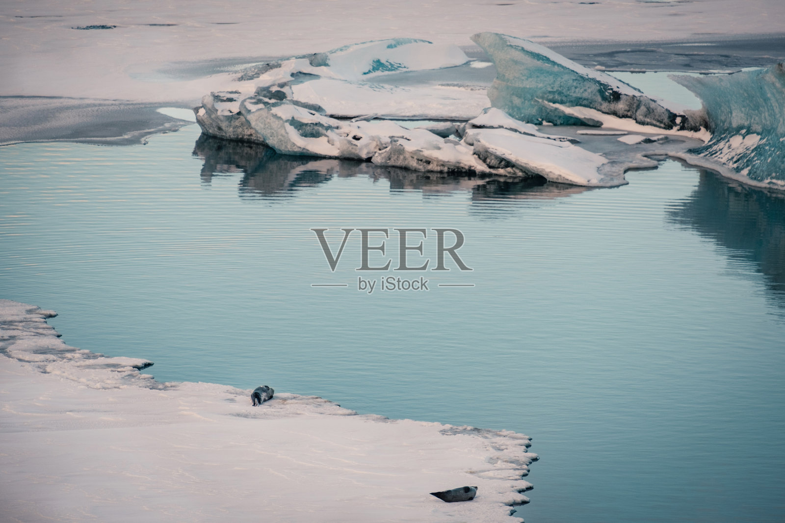 灰海豹在冰岛Jokulsarlon冰川泻湖休息。照片摄影图片