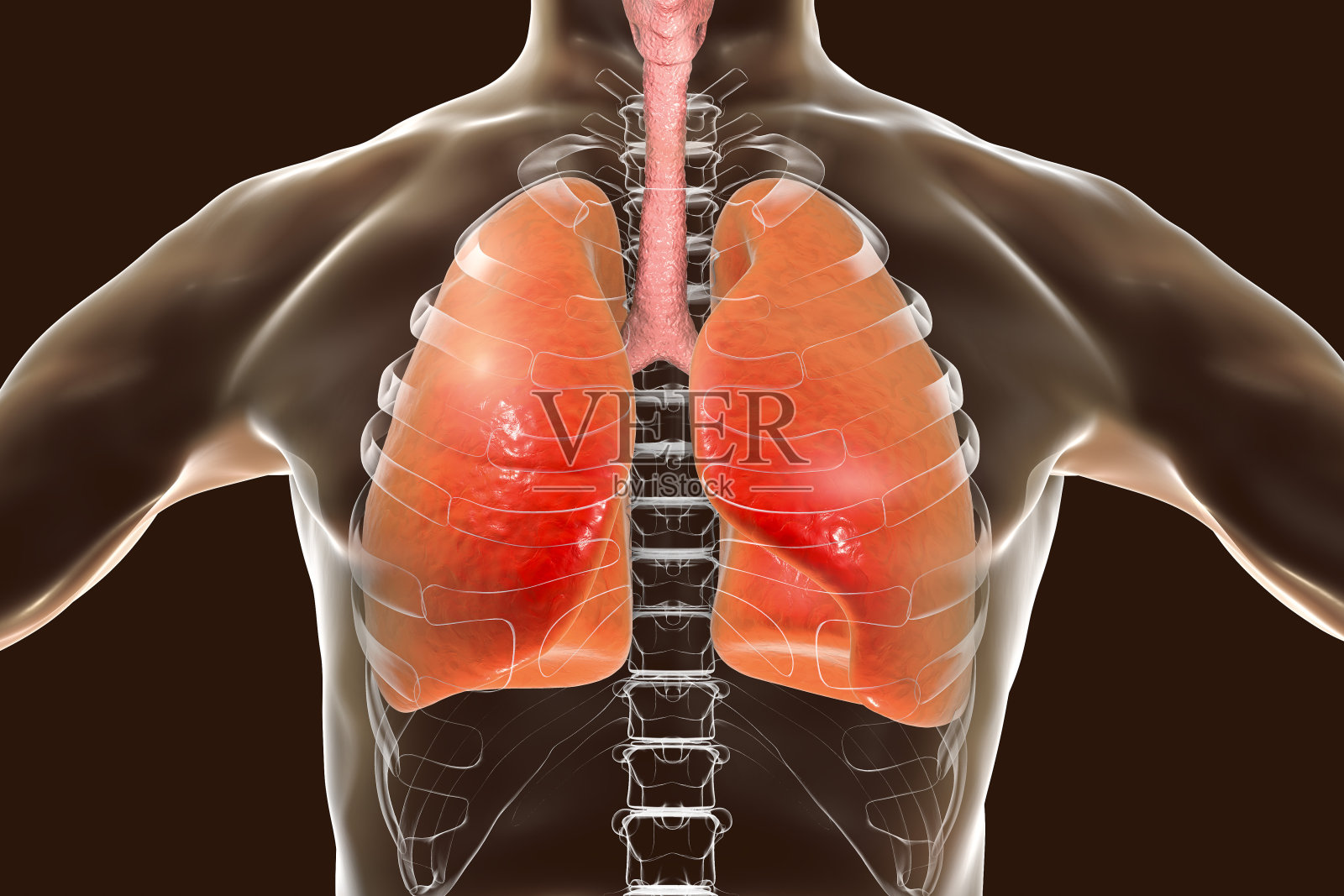 人类呼吸系统照片摄影图片