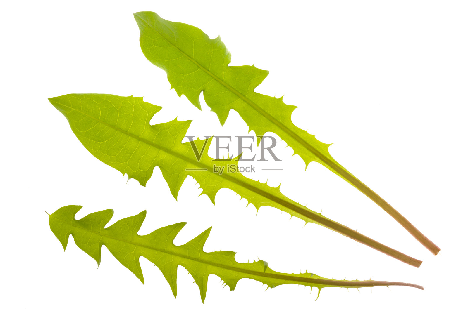 在白色的背景上孤立的蒲公英植物的三片单叶照片摄影图片