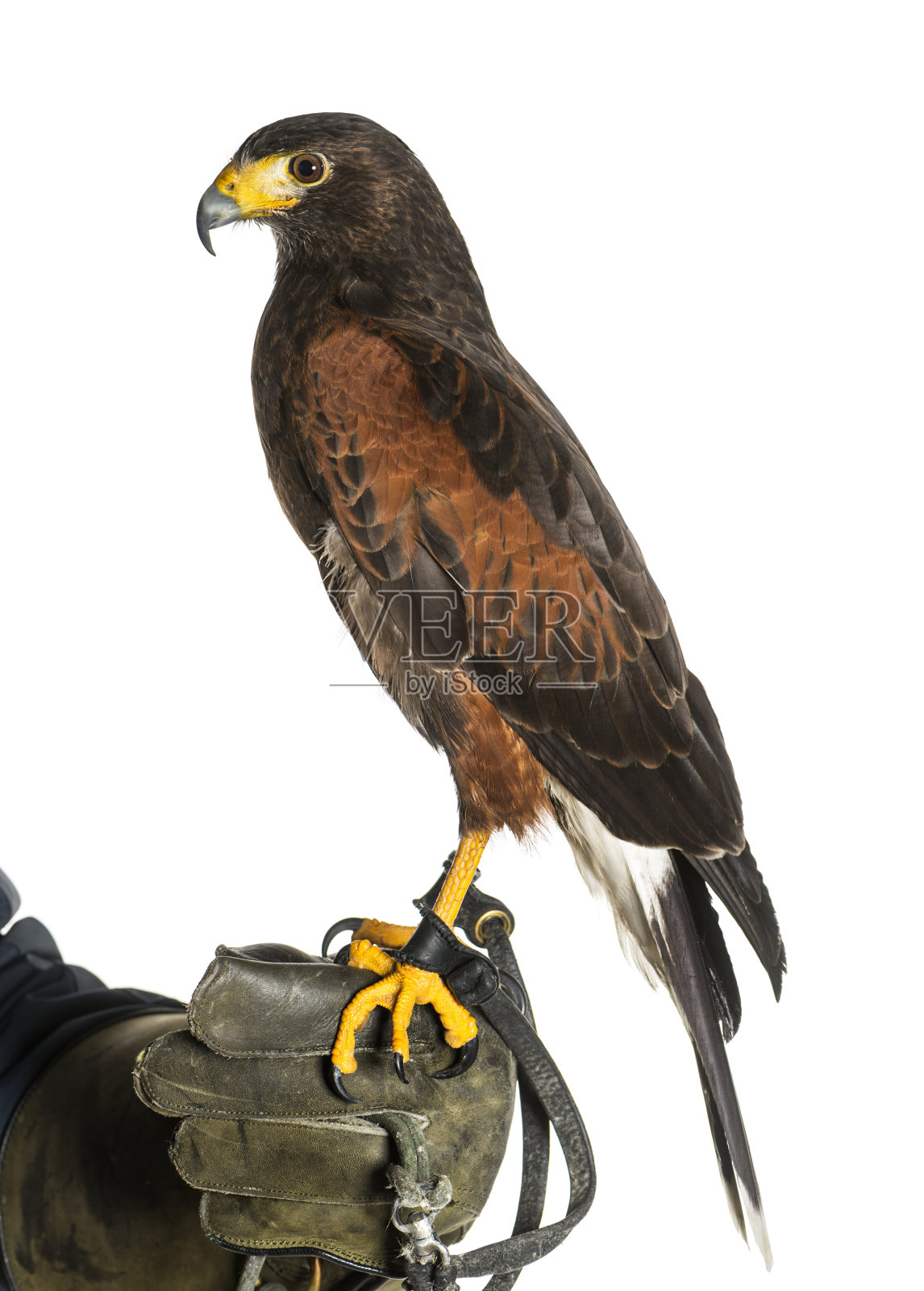 哈里斯的鹰，独角鹰，栖息在猎鹰的手套上，映衬着白色的背景照片摄影图片