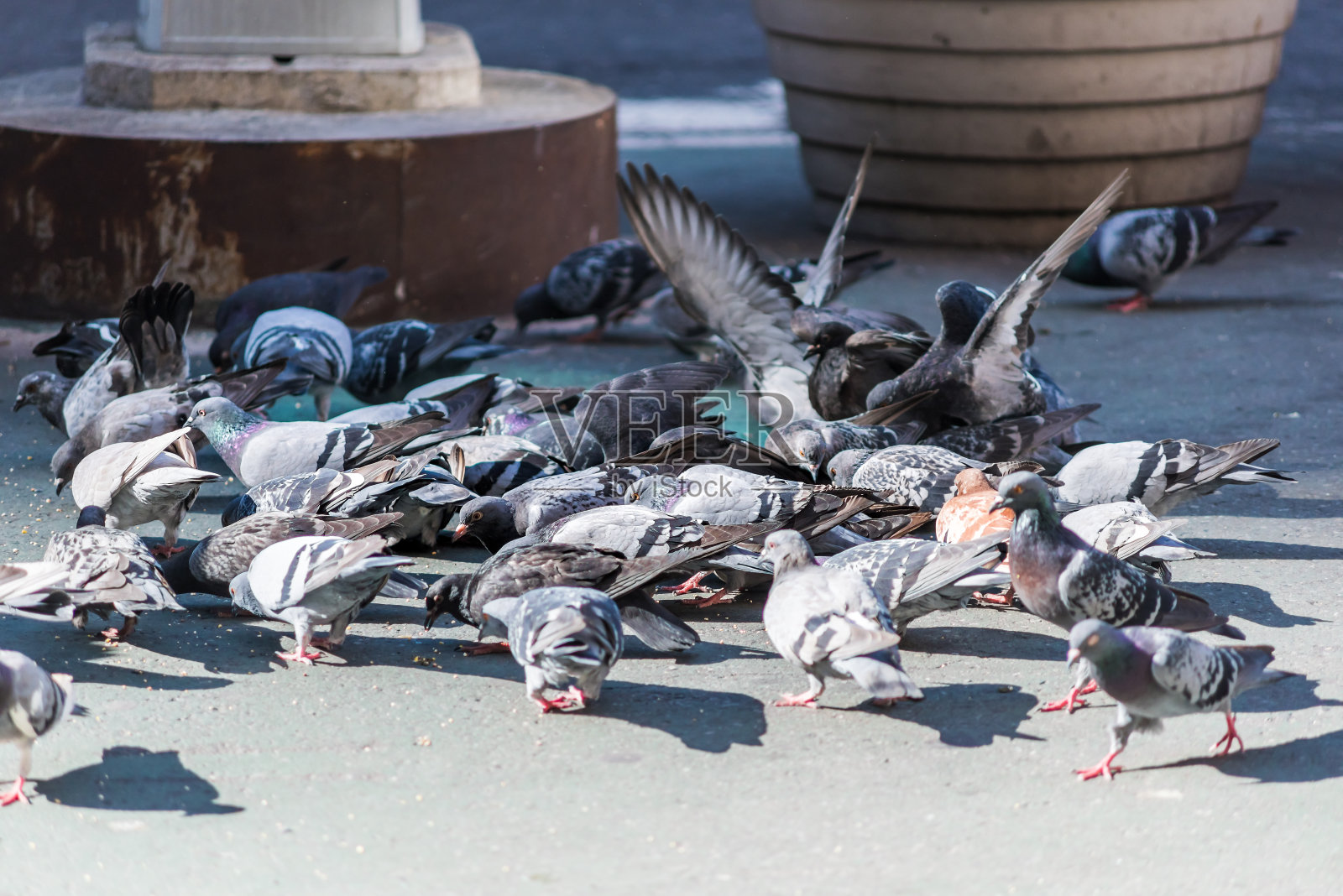 许多鸽子成群飞翔在纽约市曼哈顿中城，靠近百老汇，哥伦布圆环，城市街道道路，吃近距离照片摄影图片