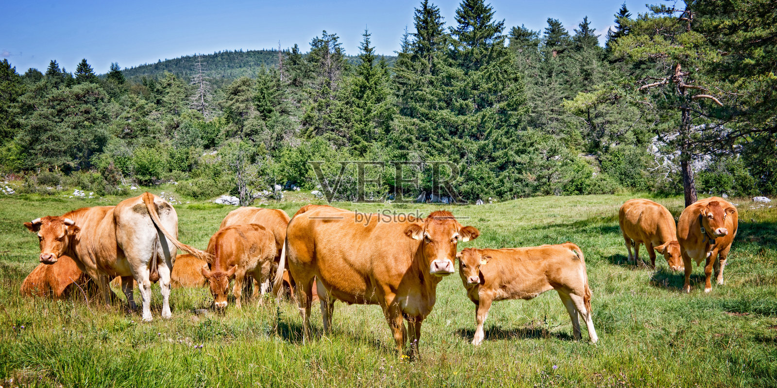 法国维可尔山区，棕色奶牛在草地上吃草照片摄影图片