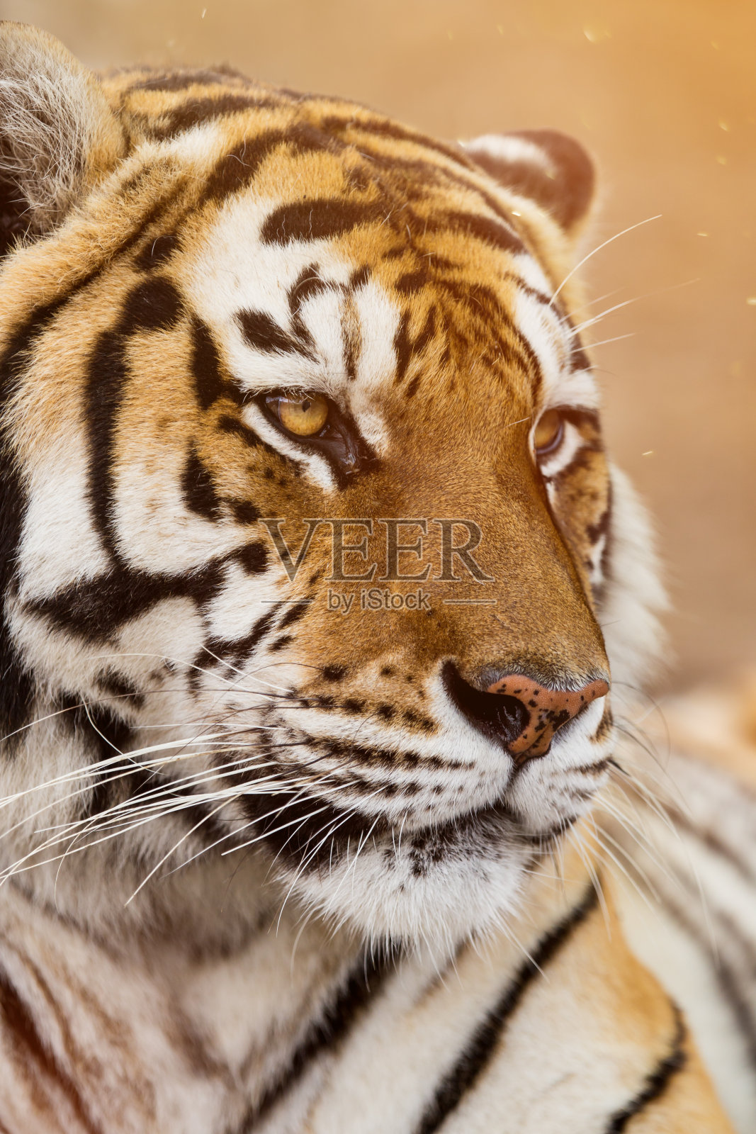 西伯利亚虎(Panthera tigris altaica)的特写照片摄影图片