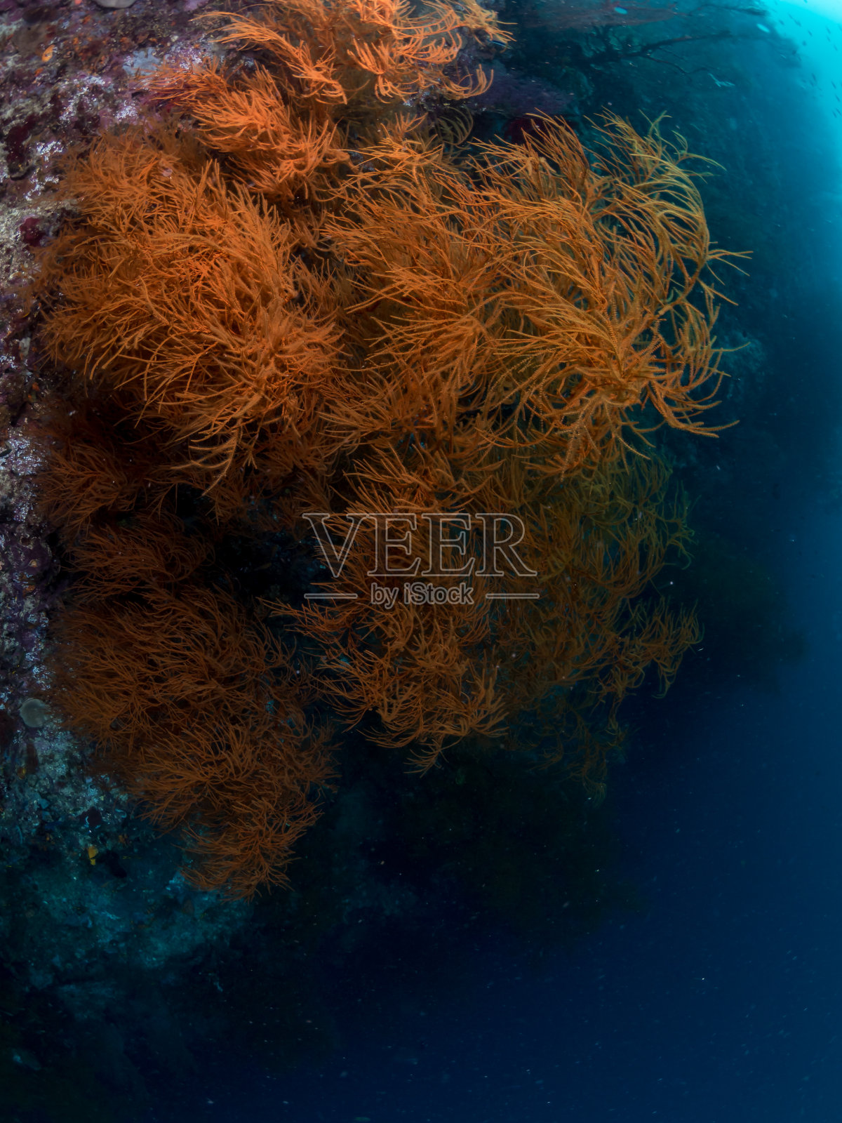 橙色软珊瑚，深色背景照片摄影图片