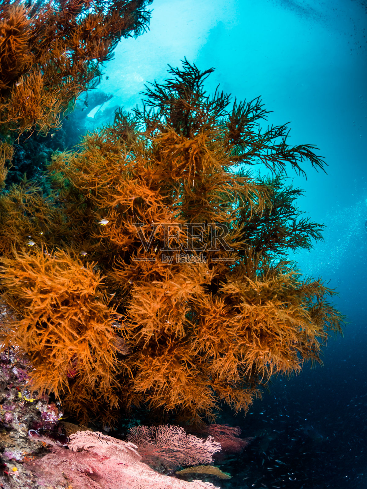 软珊瑚，海星，黑暗的背景照片摄影图片