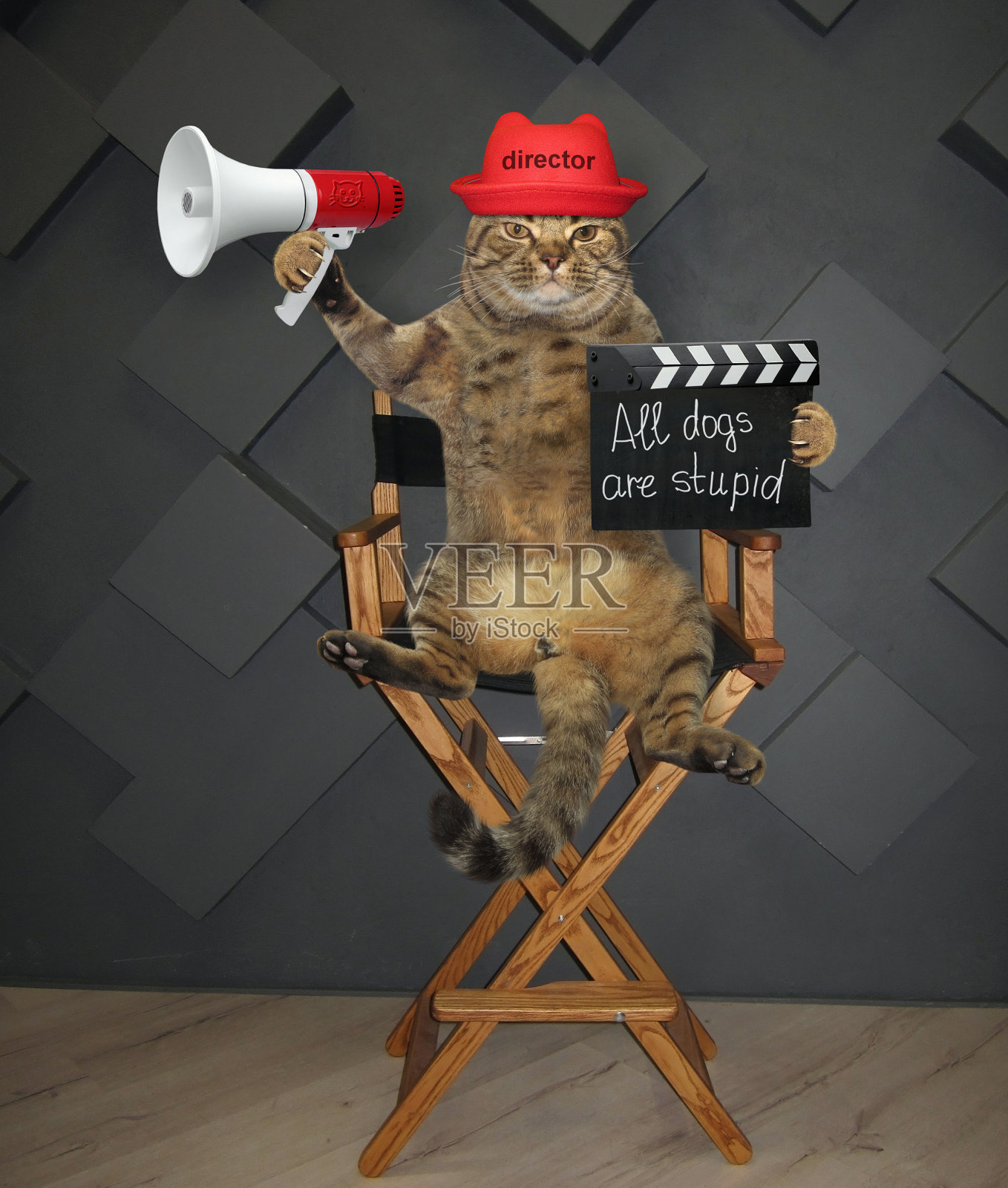猫导演坐在椅子上照片摄影图片