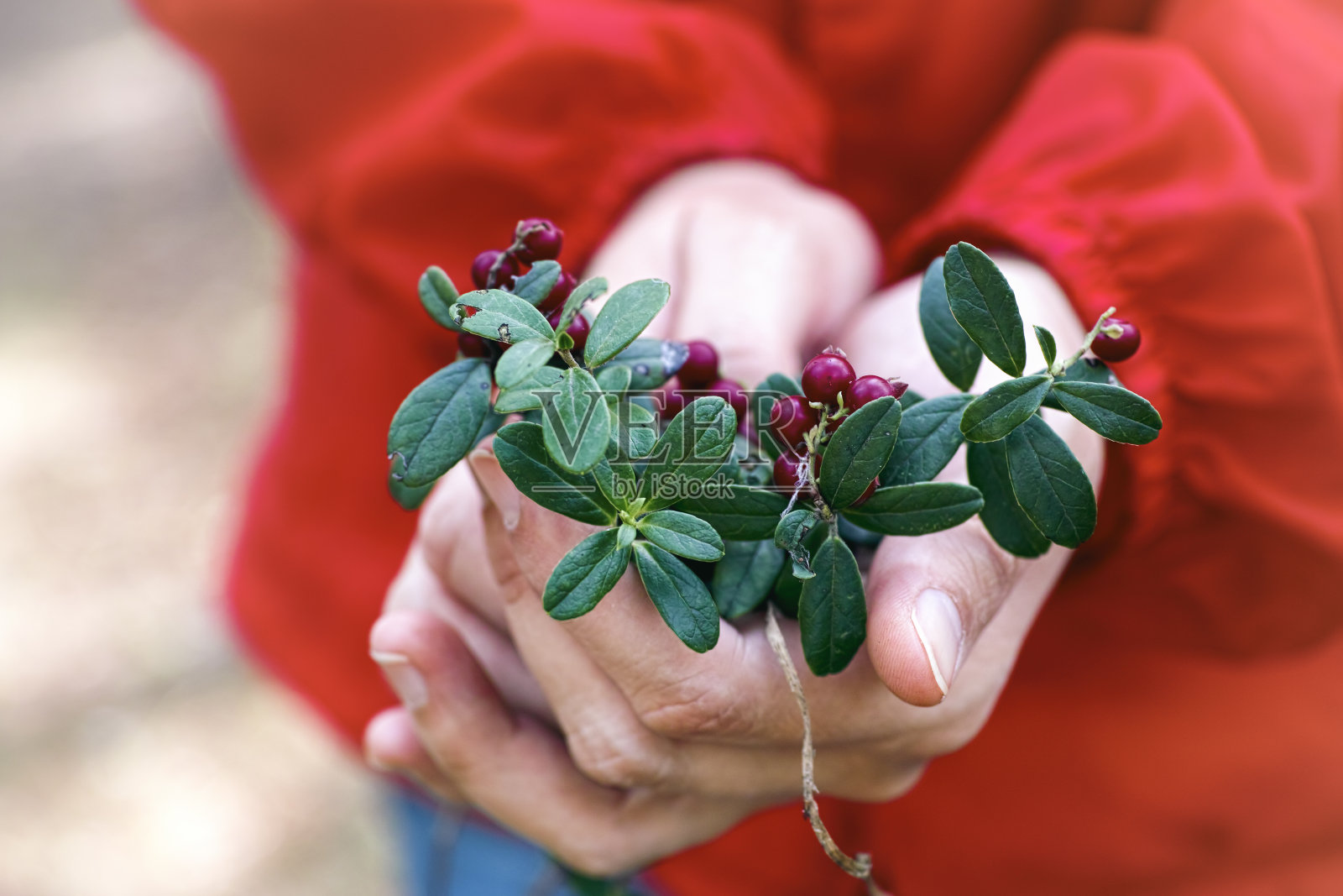 蓝莓，女人手里拿着的有浆果和树叶的小树枝。照片摄影图片