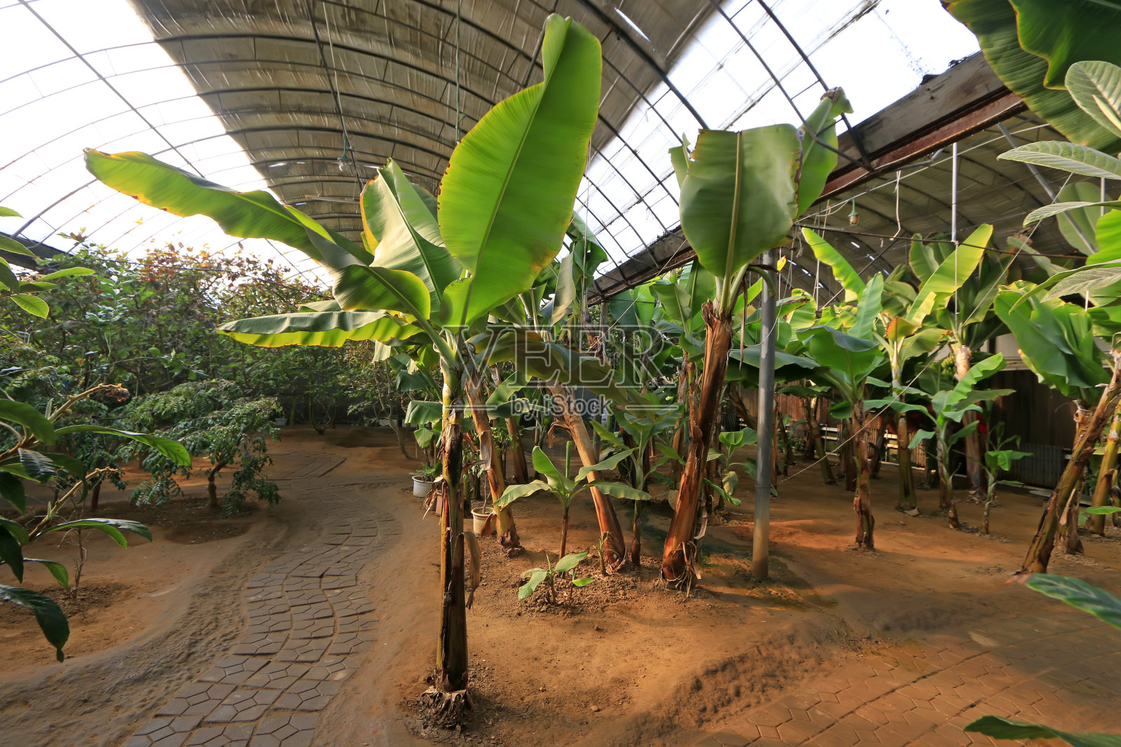 种植园里的香蕉照片摄影图片