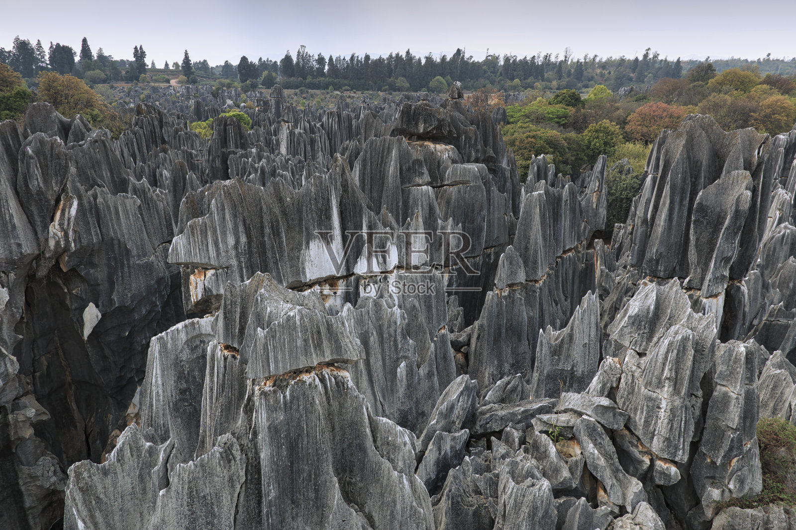 全景石林在昆明，云南省，中国也被称为石林照片摄影图片