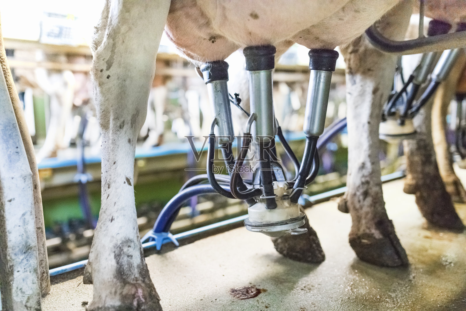 在挤奶过程中使用榨汁机挤奶的奶牛照片摄影图片