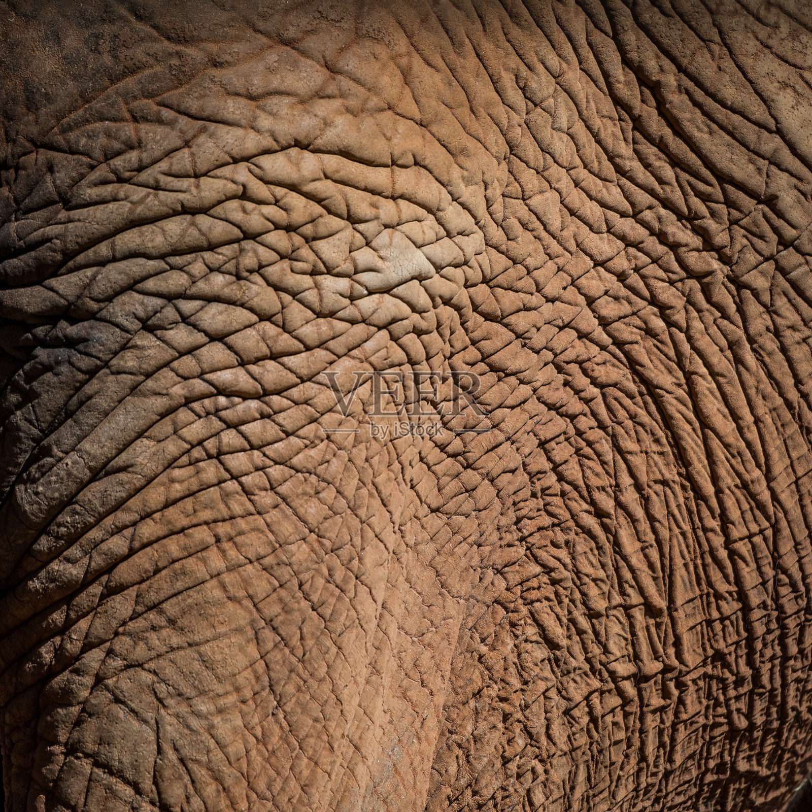 大象的皮肤纹理照片摄影图片