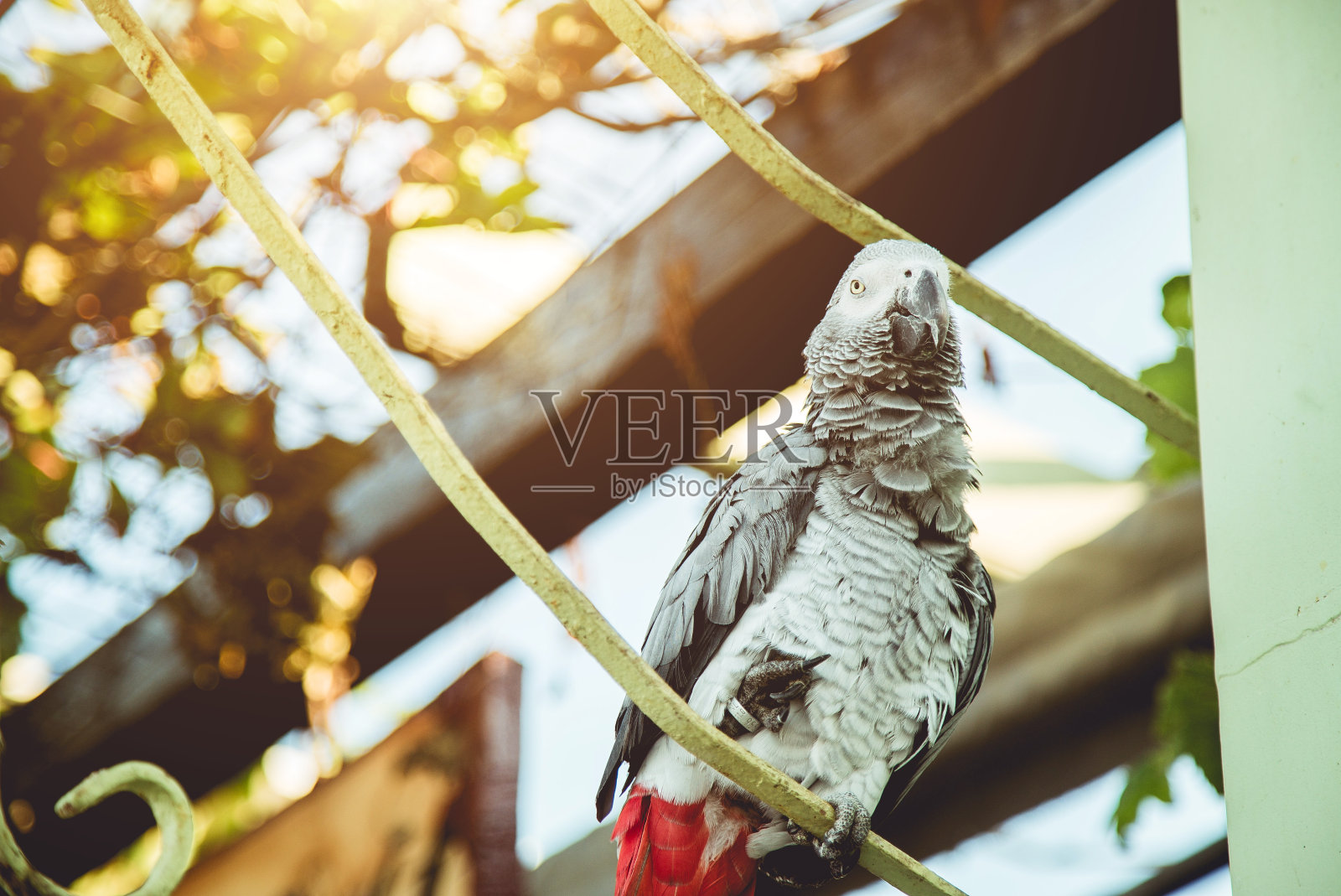 非洲灰鹦鹉(鹦鹉)照片摄影图片