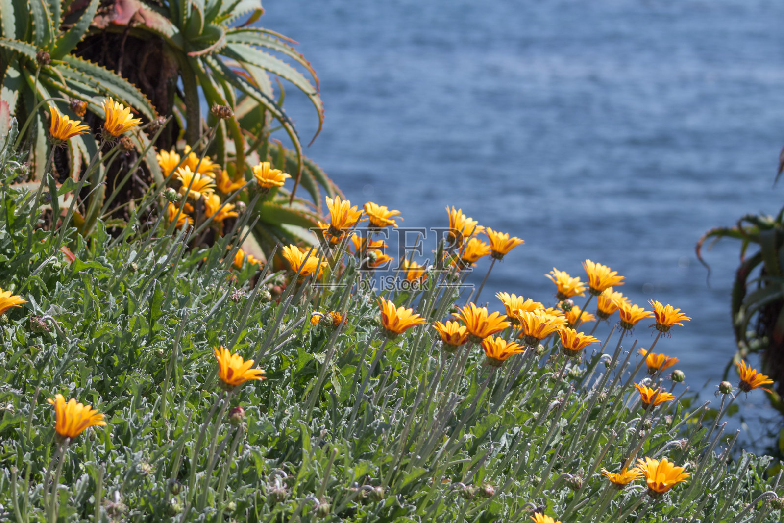 加州的野花照片摄影图片