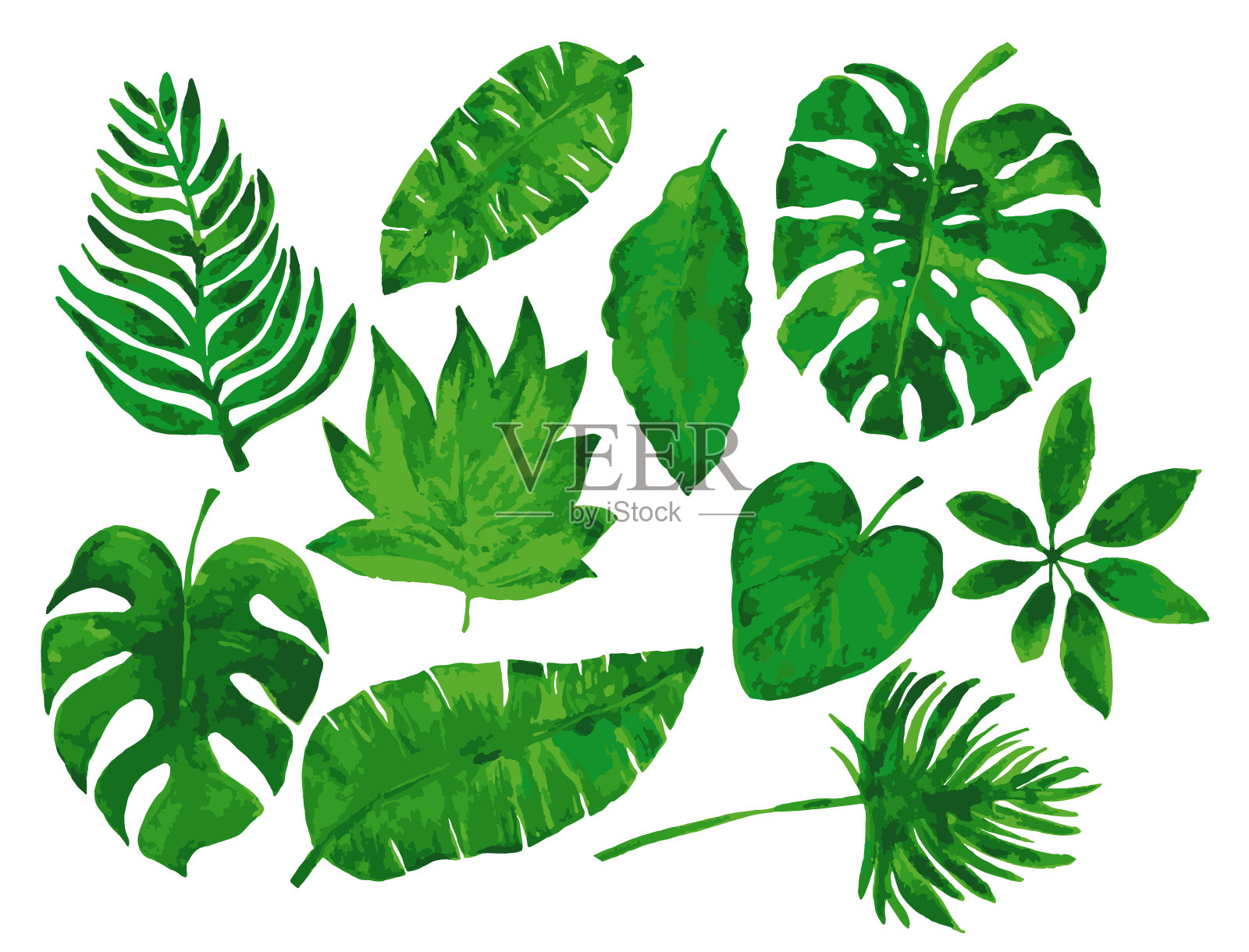 热带植物收集插画图片素材