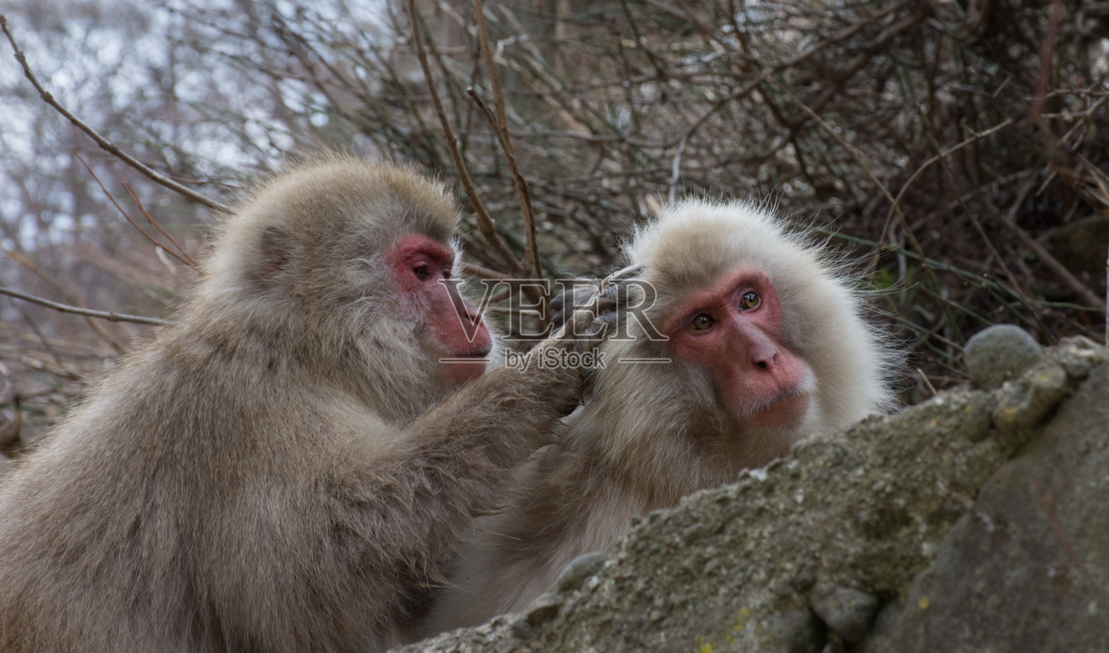 两只雪猴梳理毛发照片摄影图片