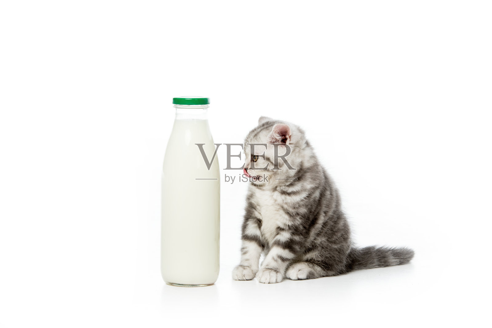 可爱的小猫看着奶瓶上孤立的白色照片摄影图片