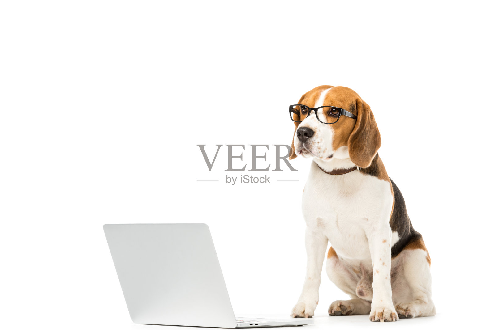 可爱的比格犬在眼镜与笔记本电脑隔离在白色照片摄影图片