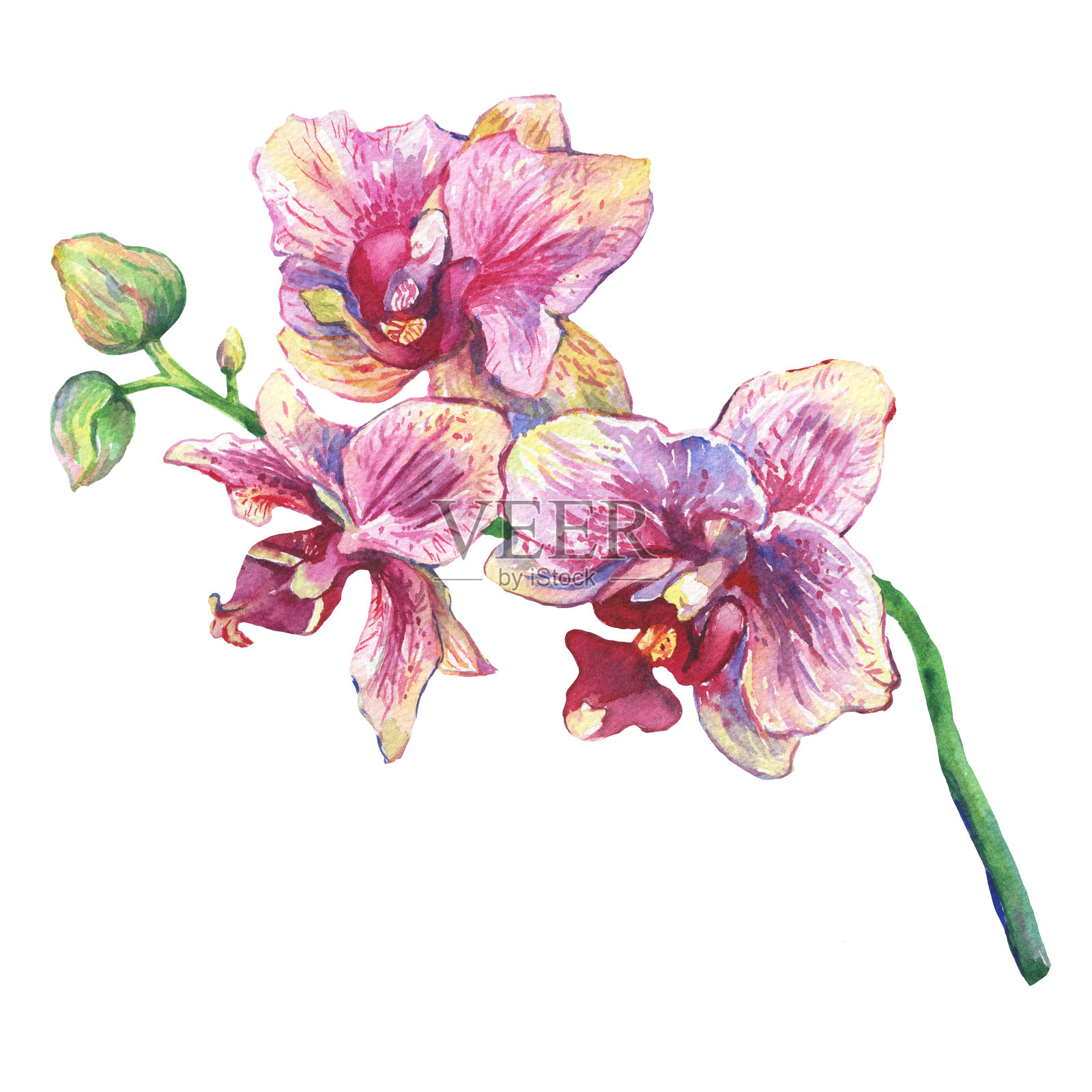 开花的热带粉红色兰花的分支，特写(蝴蝶兰，兰花)。手绘水彩画插图上的白色背景。插画图片素材