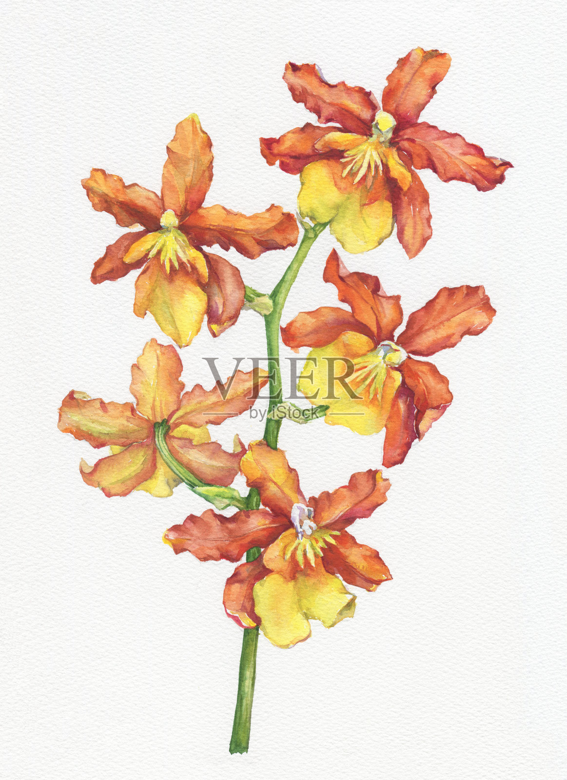 开花的热带橙色花兰(蝴蝶兰，石斛兰)的一枝。花卉艺术。近距离杂交兰花。手绘水彩画插图。背景——水彩画纸。插画图片素材