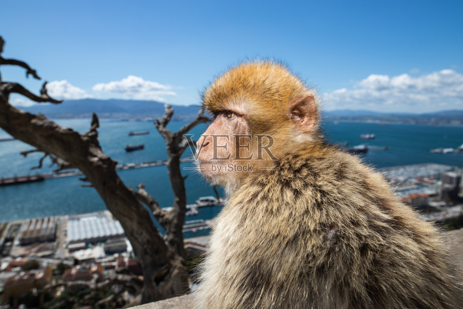 猕猴在直布罗陀照片摄影图片