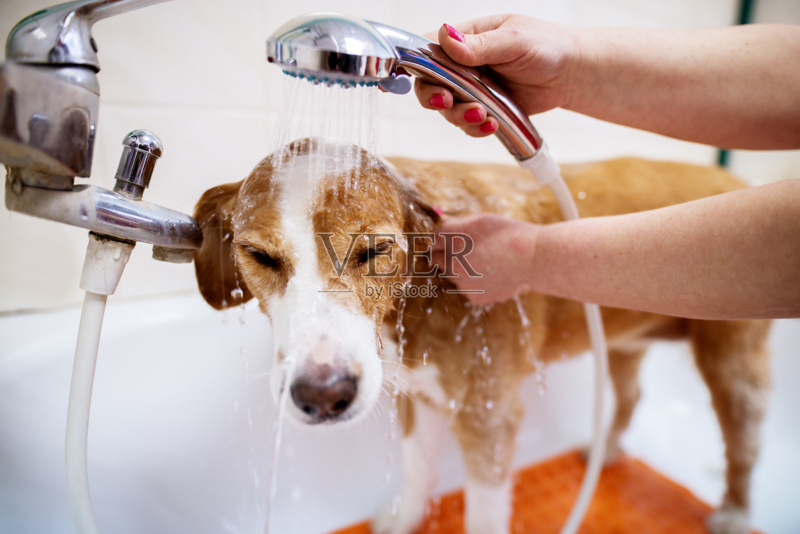 年轻可爱的白色和棕色的狗洗澡在一个动物沙龙由一个女工人唱歌。照片摄影图片
