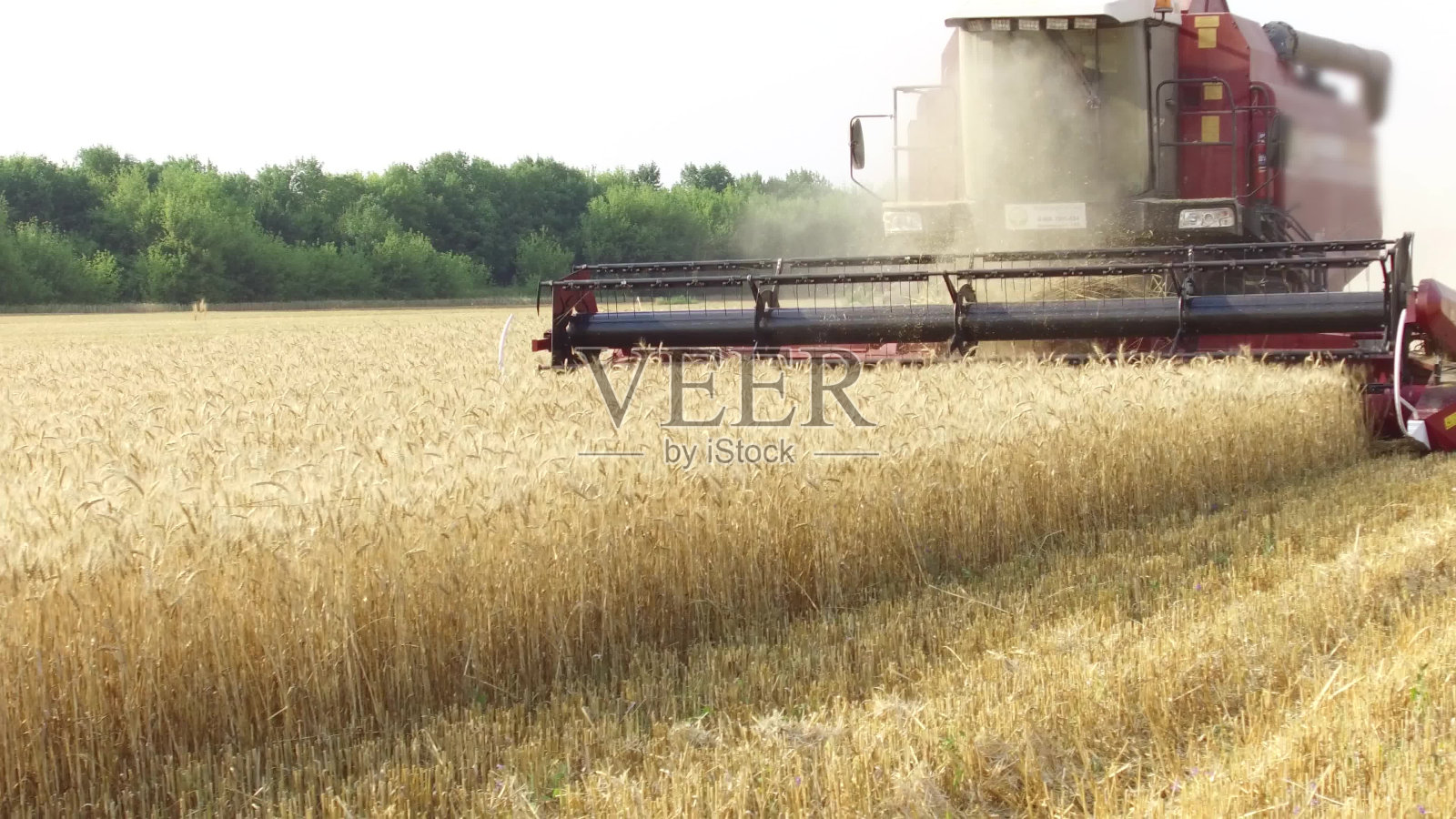 联合收割机收获小麦。农业收获联合收割机。斯坦尼康拍摄运动视频照片摄影图片
