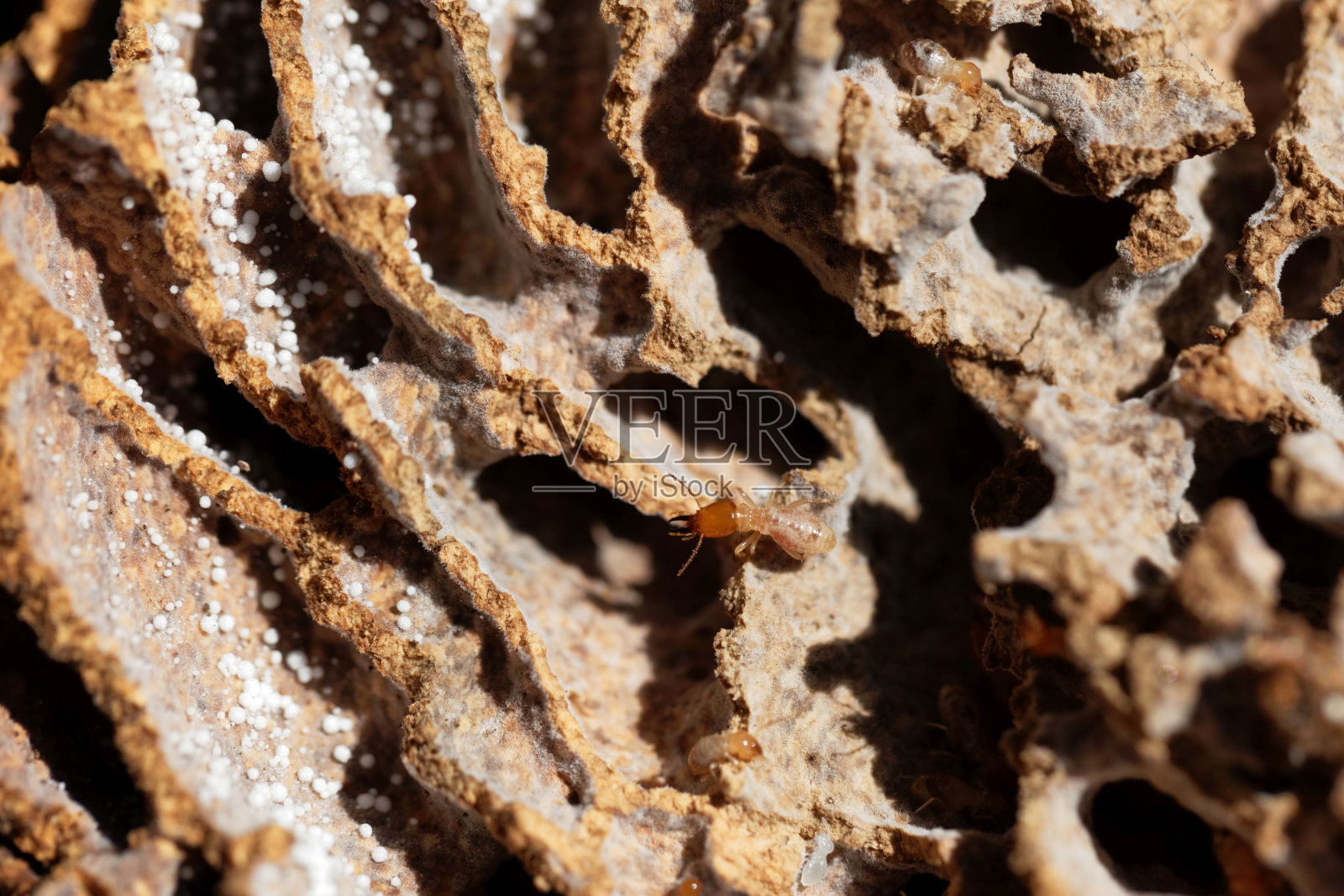 白蚁在隧道中的白蚁巢穴照片摄影图片
