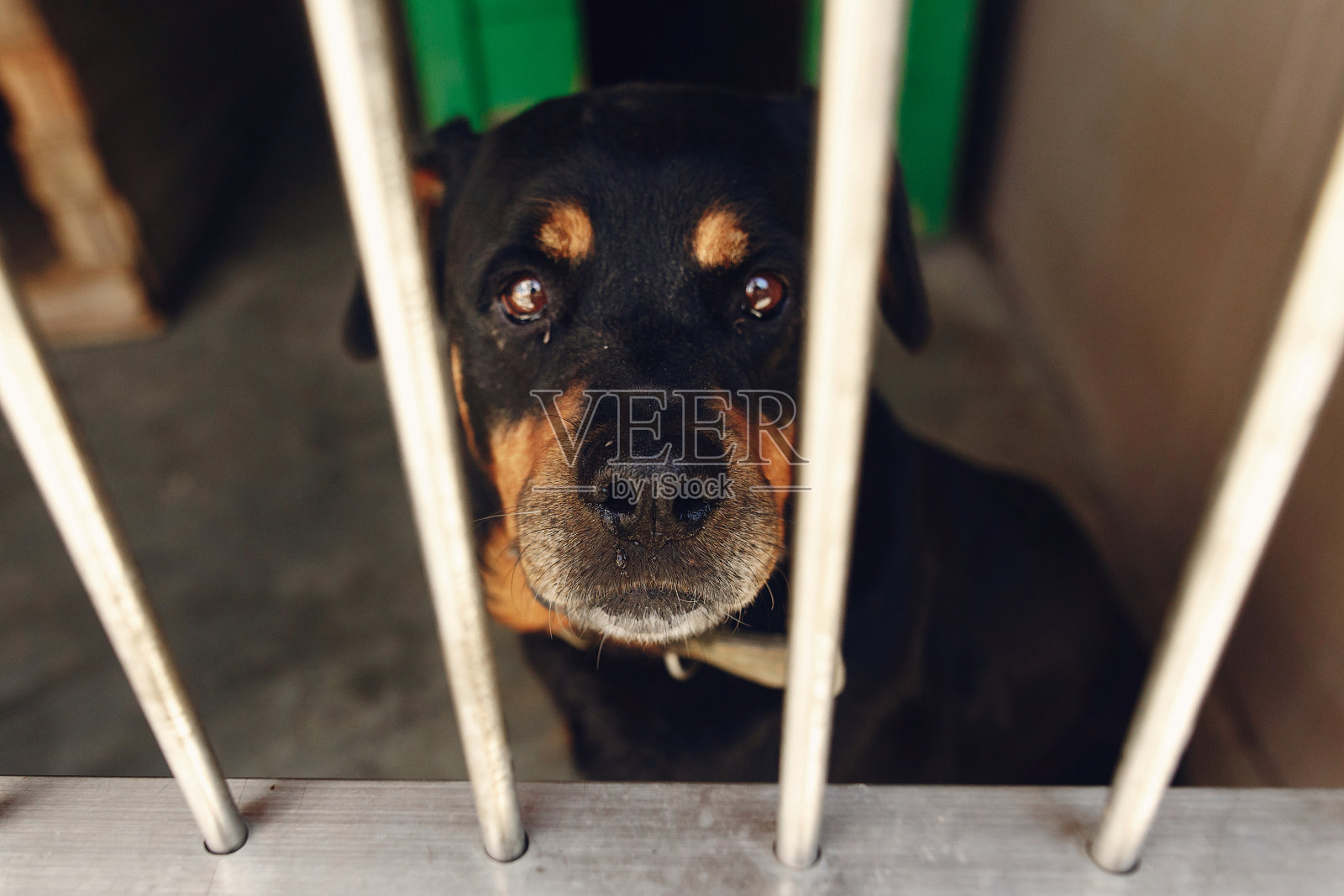 可爱的罗威纳犬在收容所的笼子里哭泣的眼睛，悲伤的情绪时刻，采用我的概念，文字空间照片摄影图片
