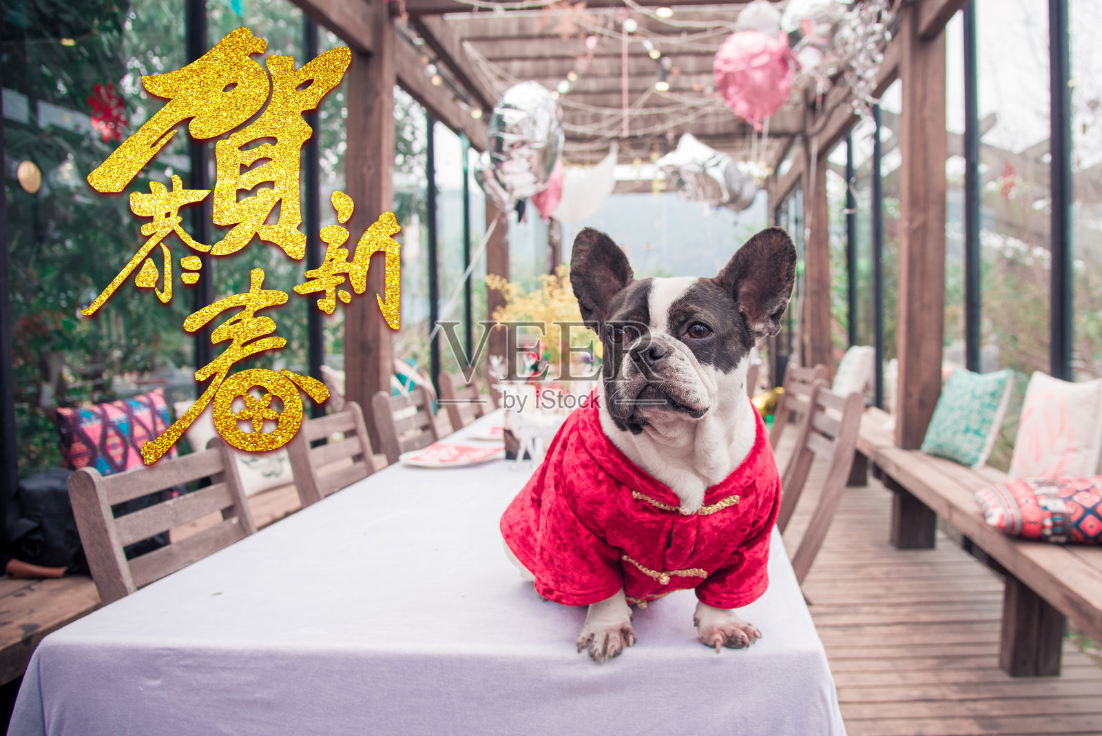 一只法国斗牛犬为中国新年感到高兴照片摄影图片