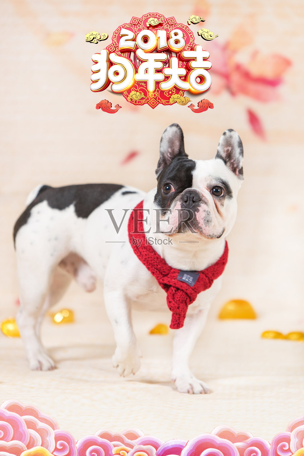 一只法国斗牛犬庆祝中国新年照片摄影图片