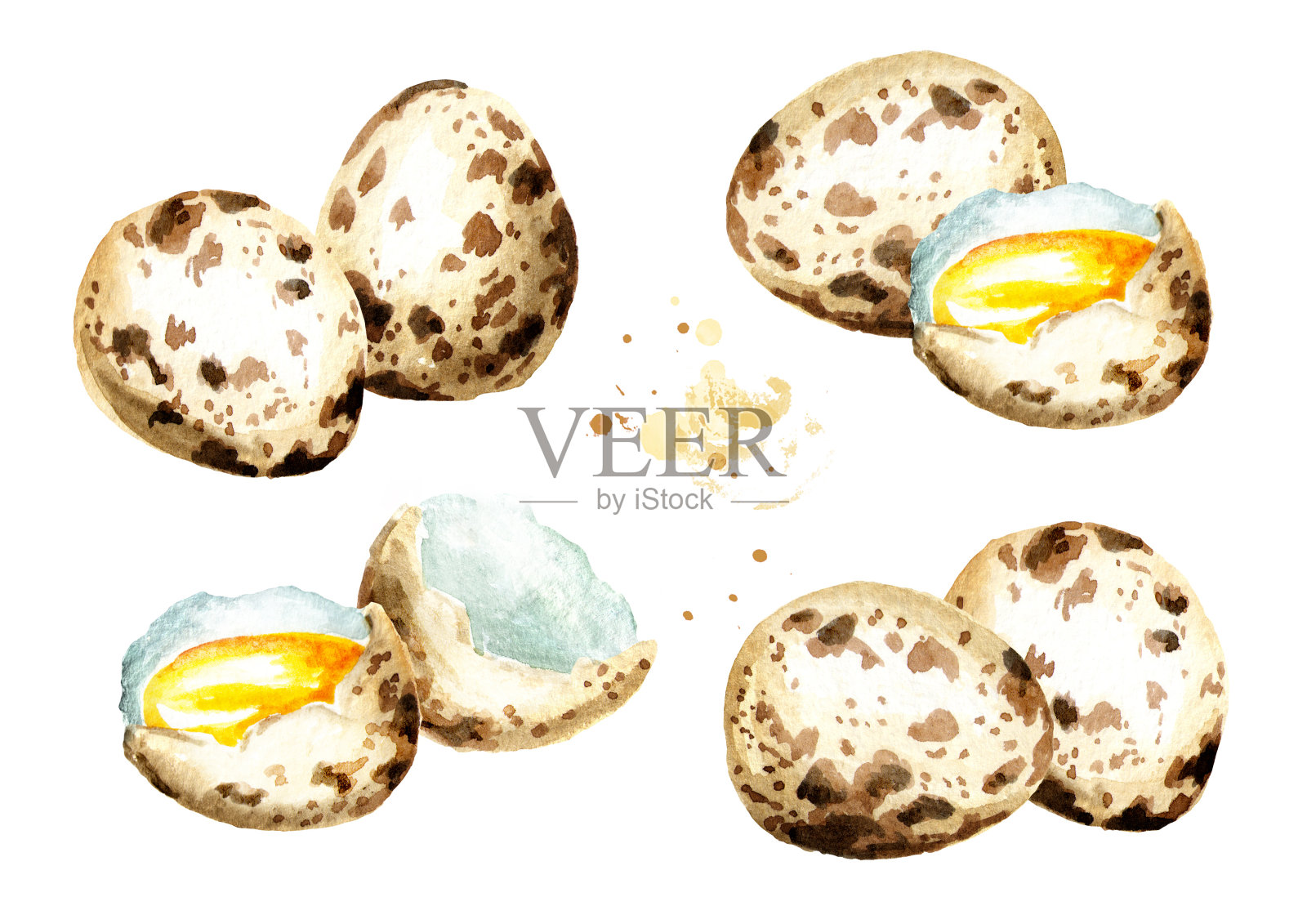 鹌鹑蛋。水彩手绘插图，孤立的白色背景插画图片素材
