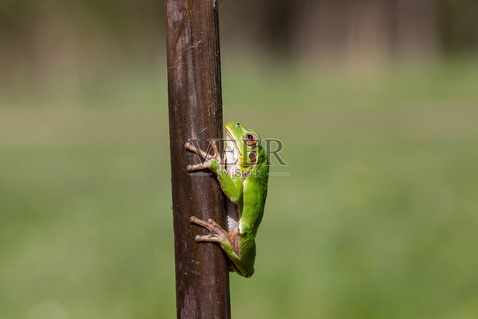 绿树蛙在芦苇上休息，背景模糊照片摄影图片