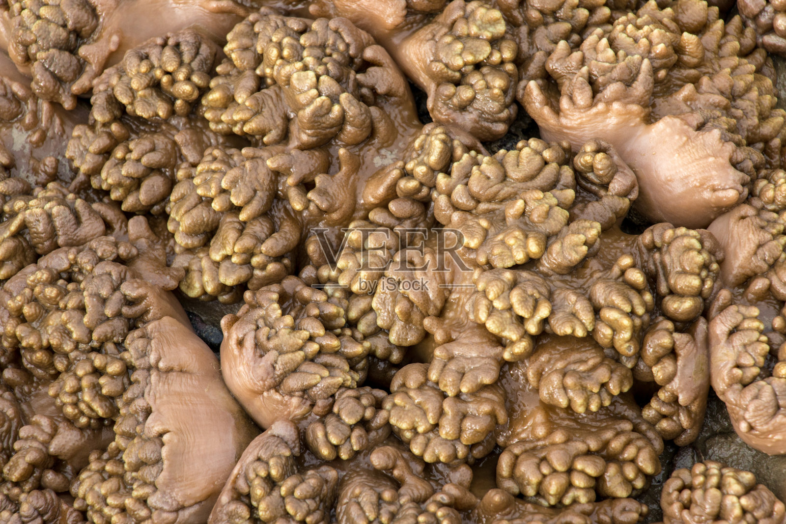 紫堇珊瑚，或软珊瑚，是珊瑚的一个目，不生产碳酸钙骨骼在海洋中教育。照片摄影图片