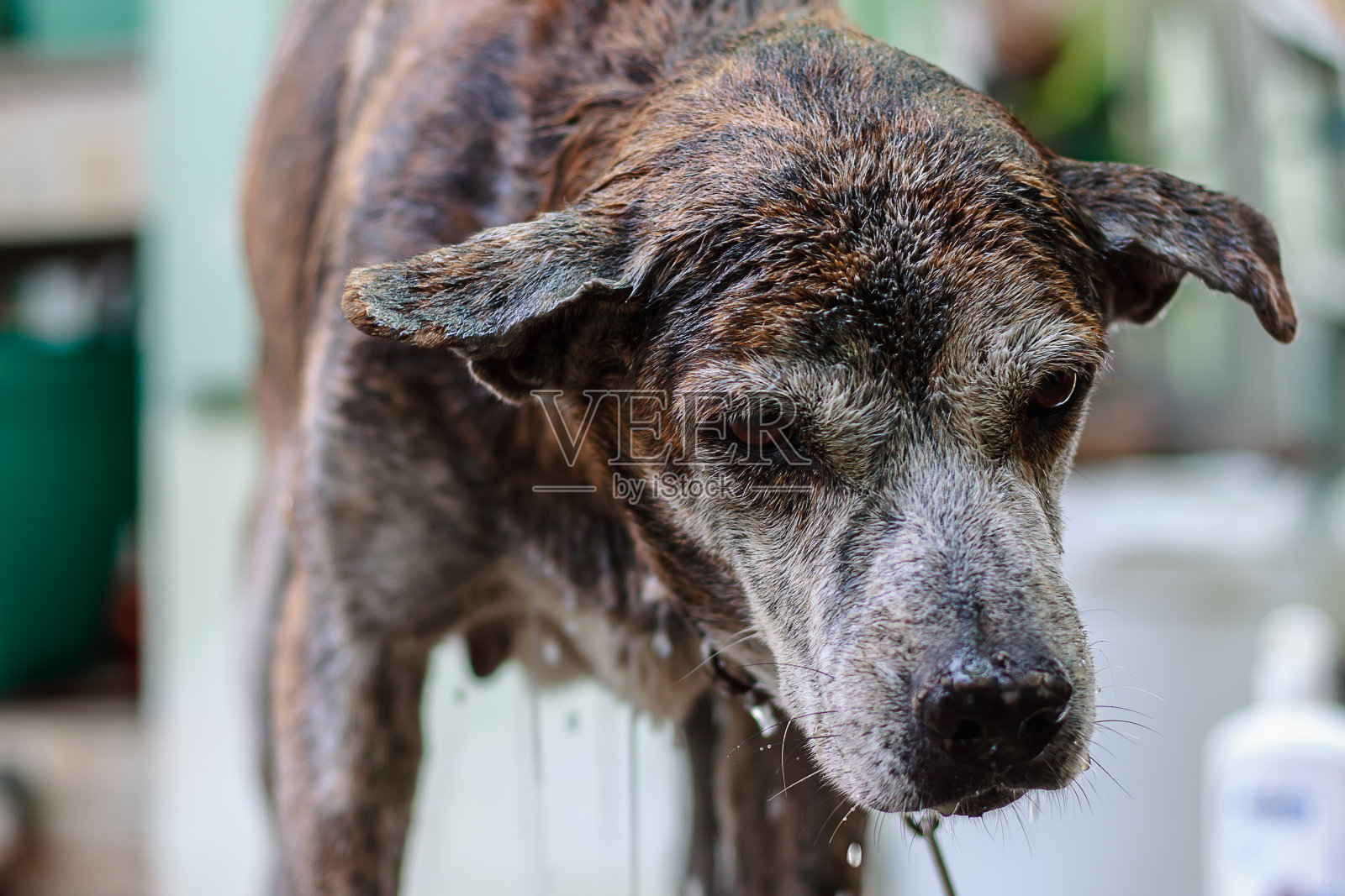 泰国狗感到不高兴，并尽量避免洗澡时间宠物和动物的概念照片摄影图片