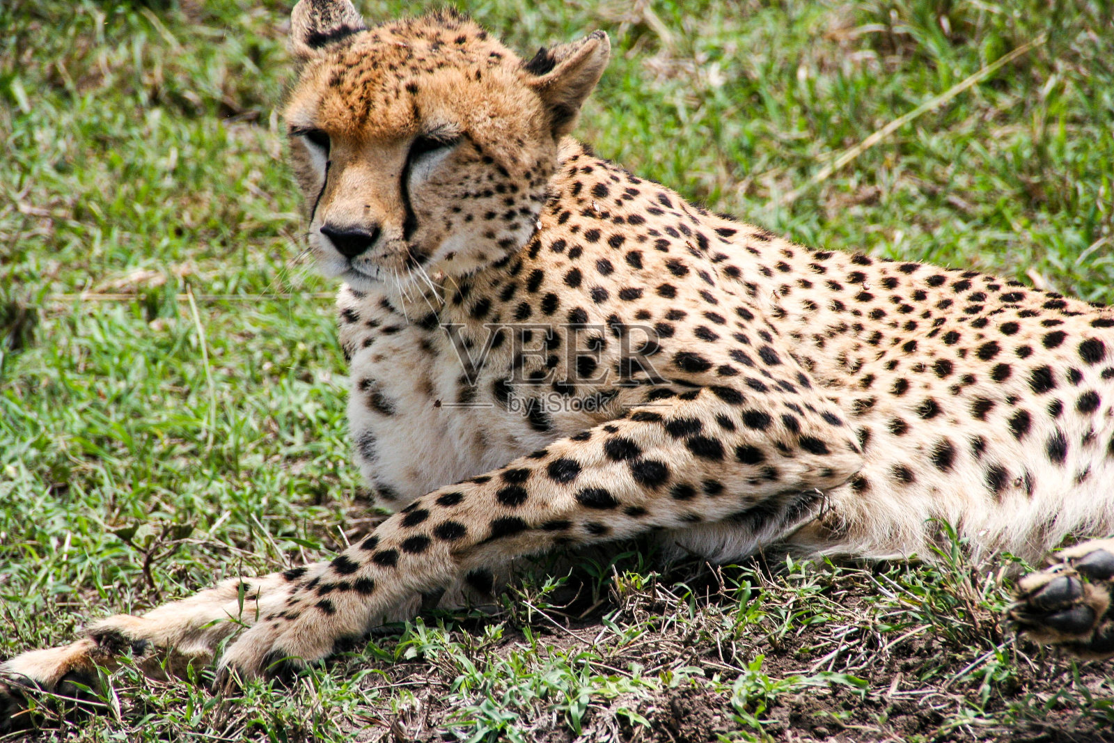 肯尼亚马赛马拉国家公园的猎豹照片摄影图片