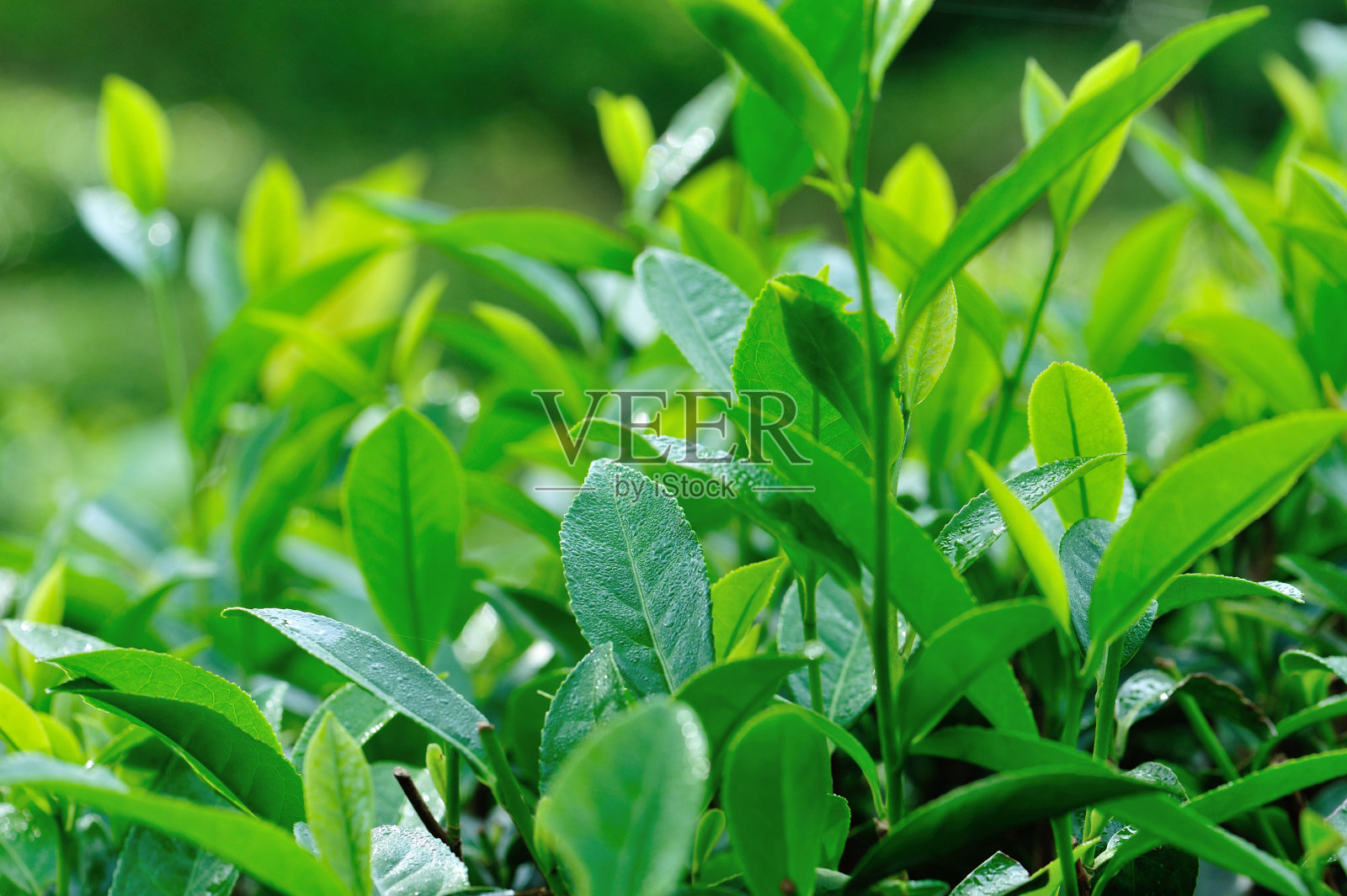 在春天的山上种植绿茶树照片摄影图片