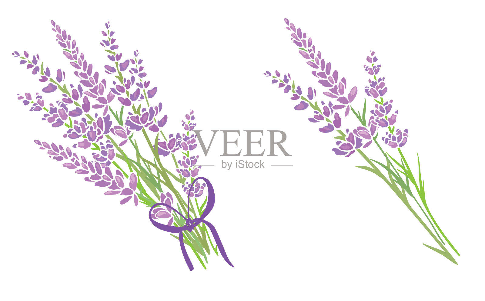 两束紫色的薰衣草花束。插画图片素材