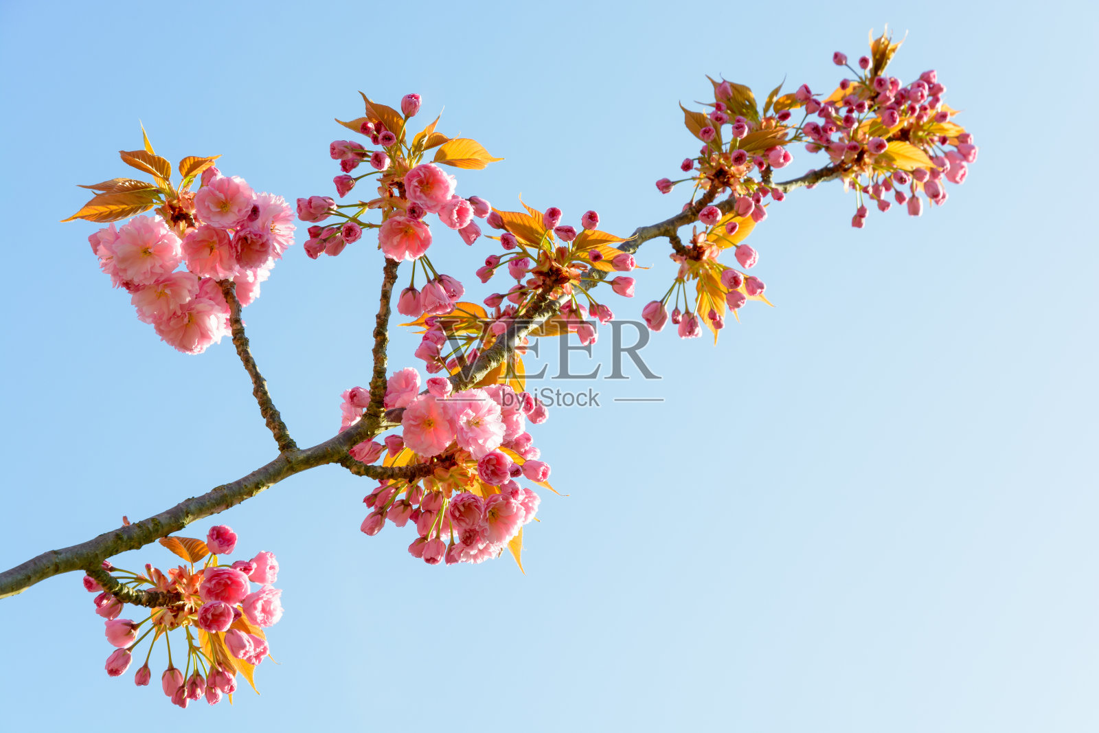 这是一棵盛开的日本樱桃树的树枝，蓝色的天空映衬着一簇簇粉红色的花朵。照片摄影图片