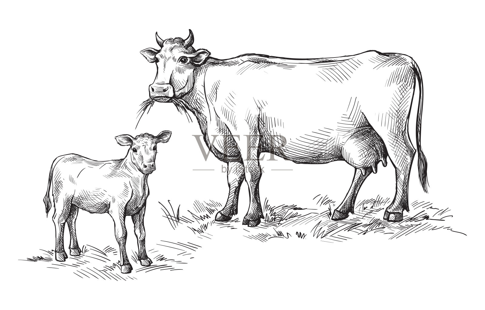 手绘的奶牛和小牛。牲畜。牛。动物吃草设计元素图片