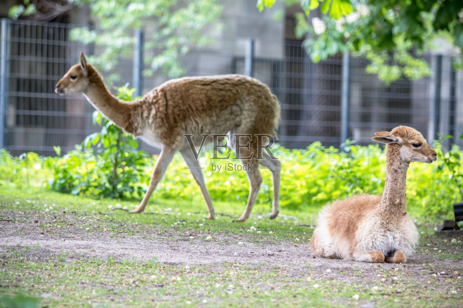 柏林动物园里的小羊驼照片摄影图片