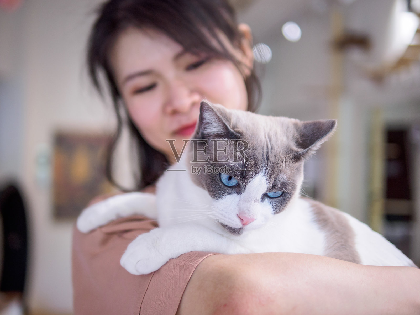 美丽的棕白色布娃娃猫躺在女人的肩膀上，看向一边，专注于猫的眼睛。照片摄影图片