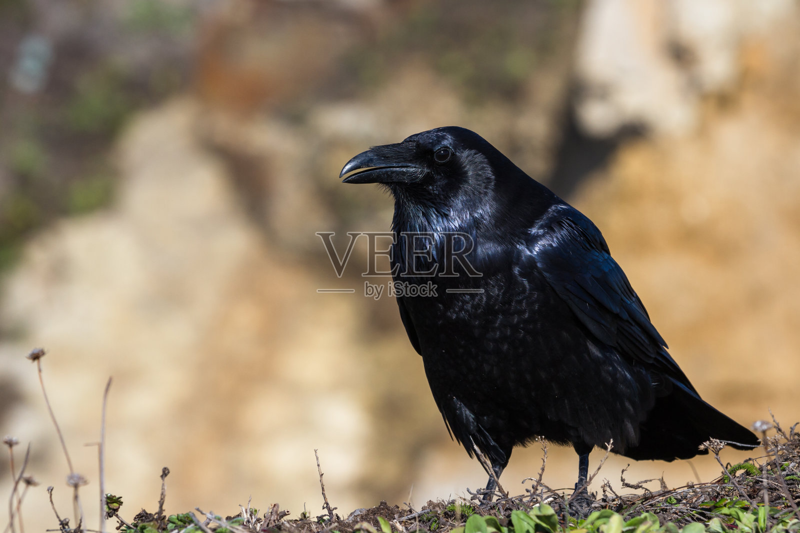 大黑乌鸦照片摄影图片