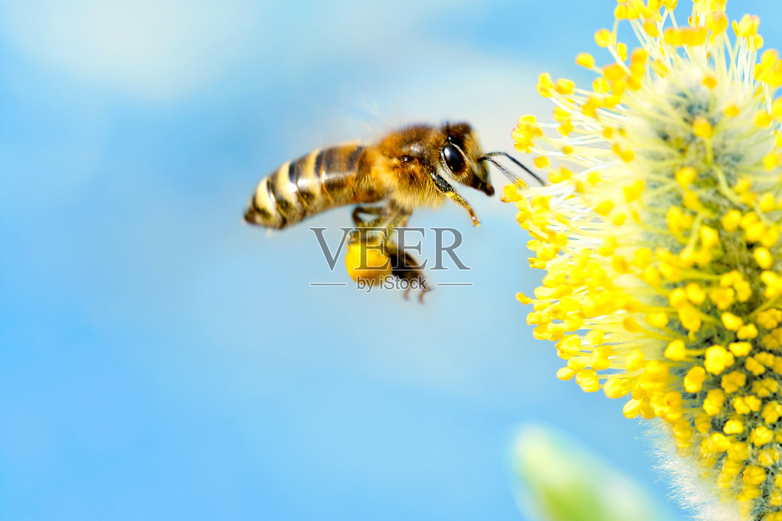 蜜蜂采集花蜜(与copyspace)照片摄影图片