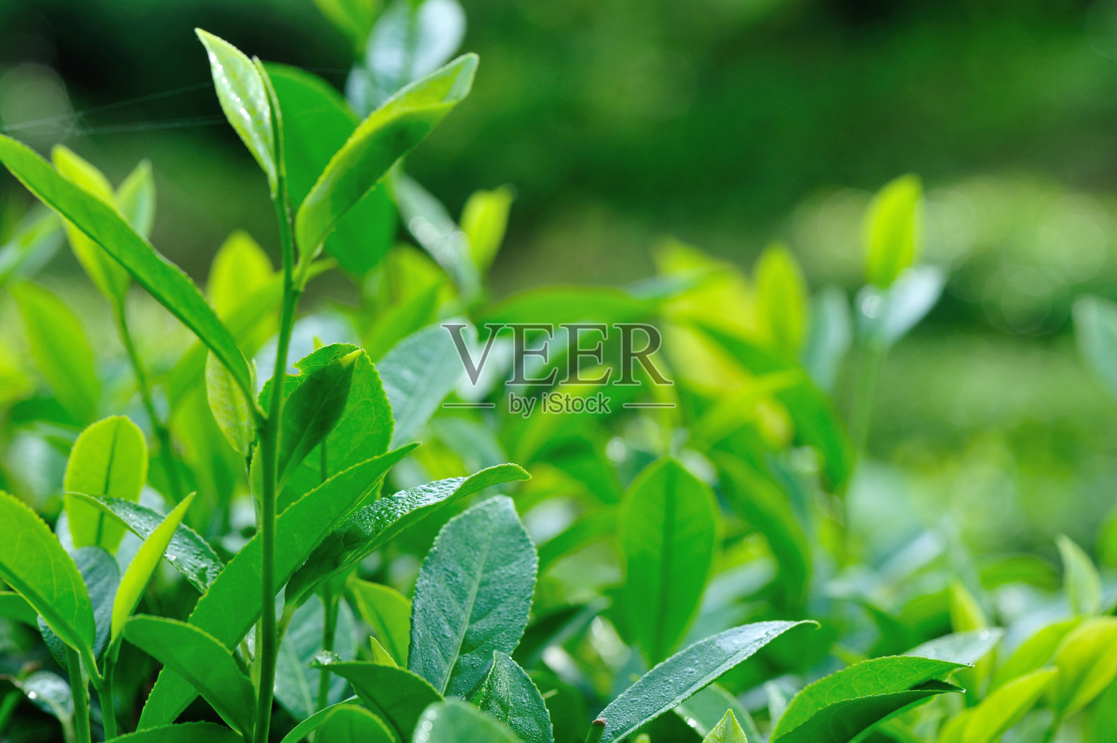 在春天的山上种植绿茶树照片摄影图片