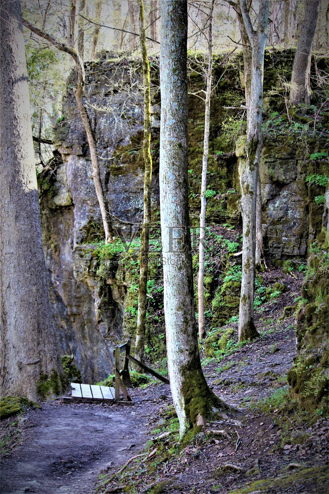 森林里的徒步小径照片摄影图片