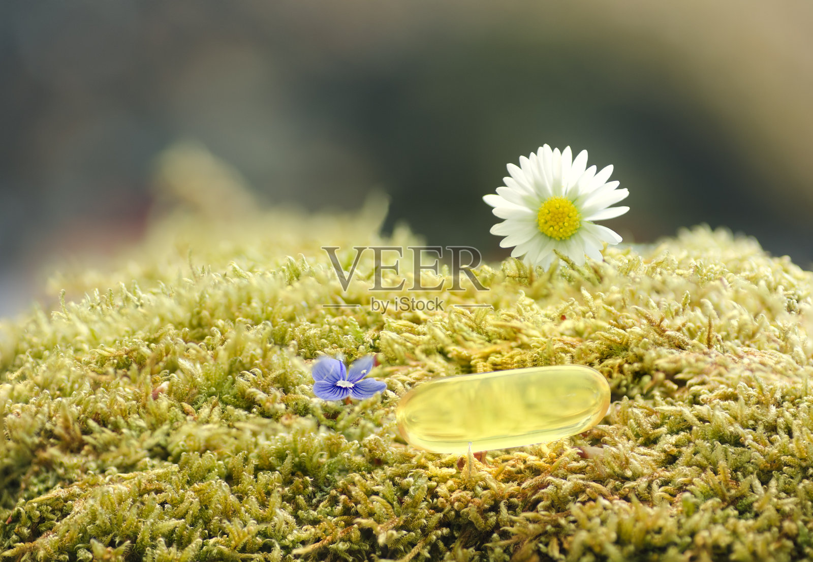 绿色苔藓上的鱼油胶囊，以及蓝色复活节和彩色雏菊的花照片摄影图片