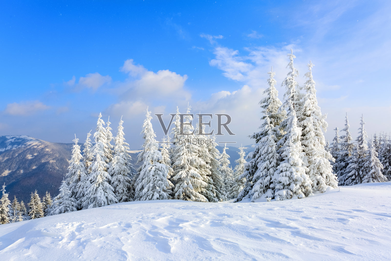 在覆盖着雪的草坪上，美丽的树木站着在霜冻的冬天雪花。照片摄影图片
