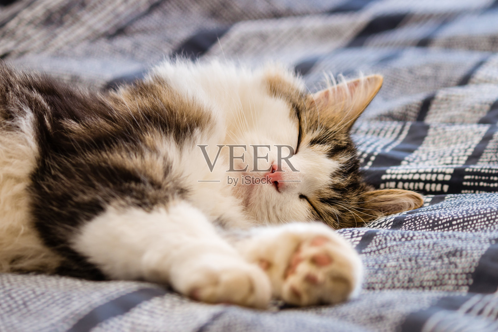 在蓝色的床上睡觉的虎斑猫照片摄影图片