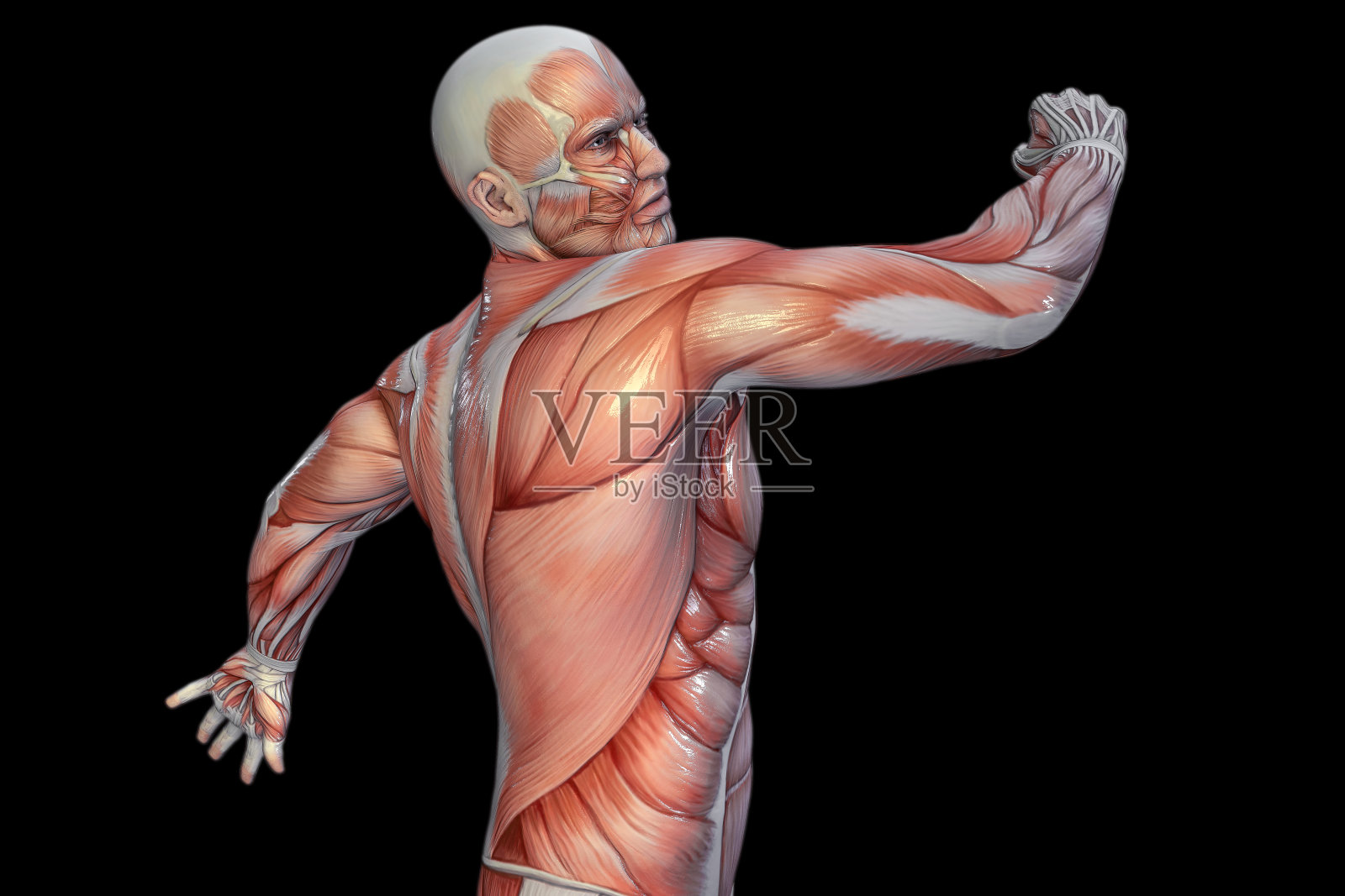 人体解剖学-男性肌肉。3D插图。照片摄影图片
