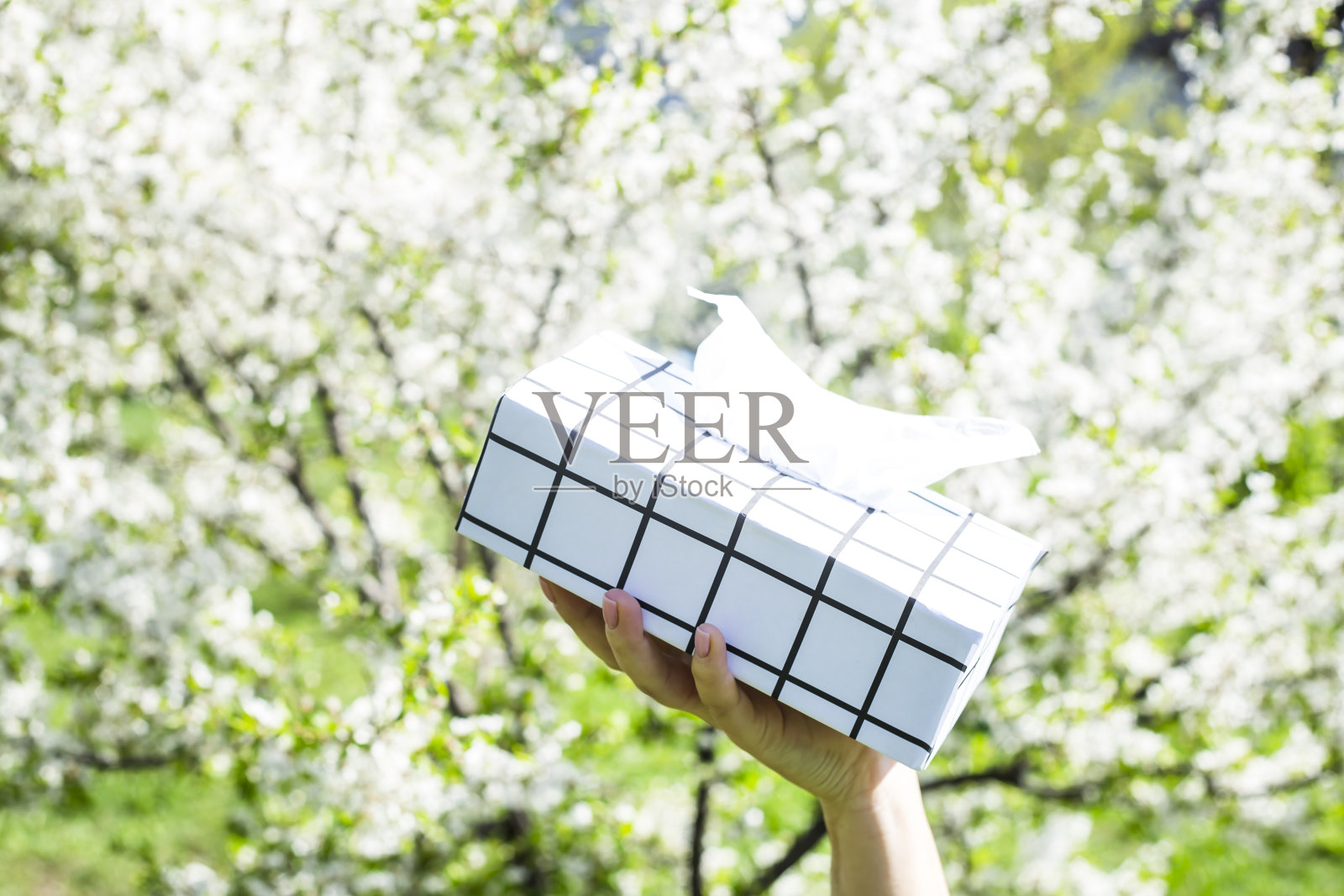 一个女人的手拿着一个黑色和白色的盒子和餐巾对着盛开的春天树。对盛开概念过敏照片摄影图片